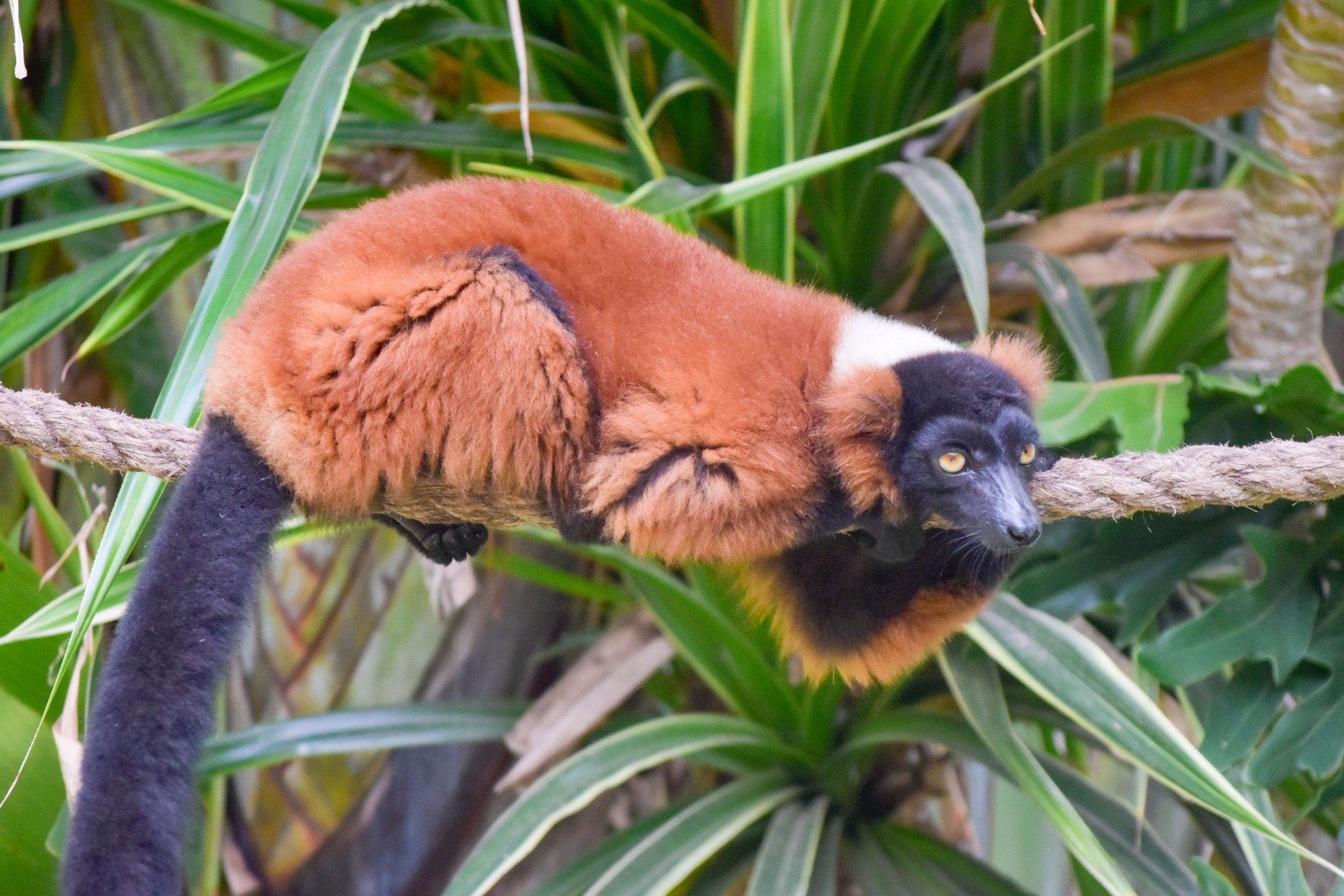 The Red Ruffed Lemur